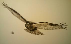 Attēlu rezultāti vaicājumam “Buteo lagopus”