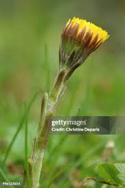 Attēlu rezultāti vaicājumam “Tussilago farfara bud”