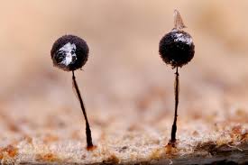 Attēlu rezultāti vaicājumam “Collaria arcyrionema spores”