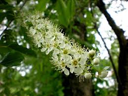 Attēlu rezultāti vaicājumam “Prunus serotina flower”