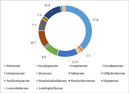 Attēlu rezultāti vaicājumam “Tortula lingulata”