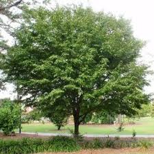 Attēlu rezultāti vaicājumam “Carpinus caroliniana”