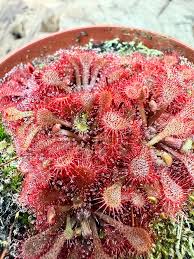Image result for Drosera