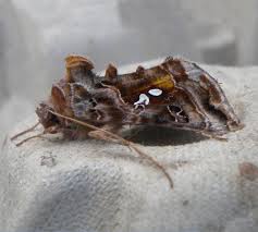 Attēlu rezultāti vaicājumam “Autographa pulchrina”