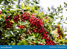 Attēlu rezultāti vaicājumam “Berberis vulgaris fruit”