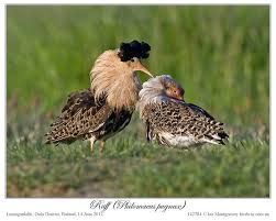 Attēlu rezultāti vaicājumam “Philomachus pugnax”