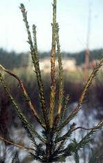 Attēlu rezultāti vaicājumam “Pucciniastrum areolatum”