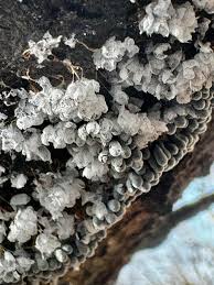 Attēlu rezultāti vaicājumam “Willkommlangea reticulata”