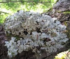 Attēlu rezultāti vaicājumam “Lobaria amplissima”