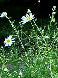 Image result for Leucanthemella serotina
