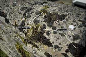 Attēlu rezultāti vaicājumam “Pleurocarpous mosses”