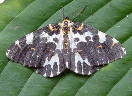 Attēlu rezultāti vaicājumam “Abraxas grossulariata”