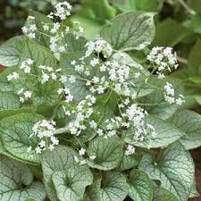 Attēlu rezultāti vaicājumam “Brunnera macrophylla flower”