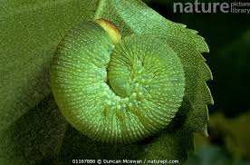 Attēlu rezultāti vaicājumam “Cimbex femoratus larva”