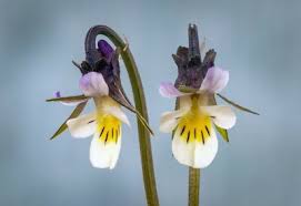Attēlu rezultāti vaicājumam “Viola arvensis flower”