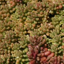 Image result for Sedum album `Coral Carpet`