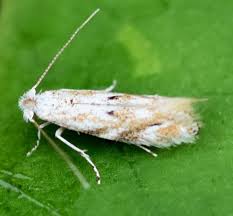 Attēlu rezultāti vaicājumam “Bucculatricidae”