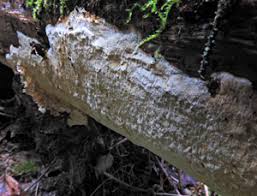 Attēlu rezultāti vaicājumam “Perenniporia subacida”