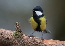 Attēlu rezultāti vaicājumam “Parus major male”