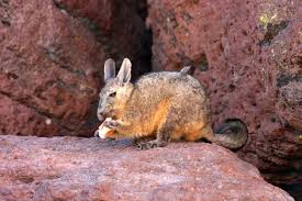 Image result for viscacha