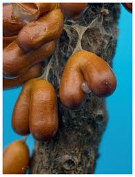 Attēlu rezultāti vaicājumam “Leocarpus fragilis young”