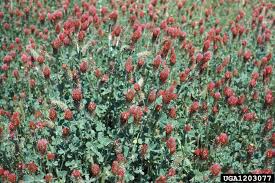 Image result for Trifolium incarnatum