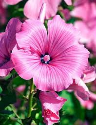 Image result for Lavatera trimestris