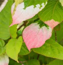 Attēlu rezultāti vaicājumam “Actinidia kolomikta”