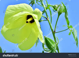 Image result for Abelmoschus moschatus