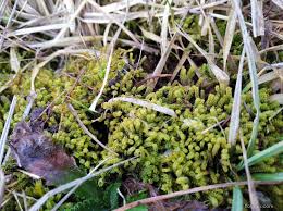 Attēlu rezultāti vaicājumam “Paludella squarrosa”