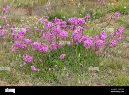 Image result for Pechnelke