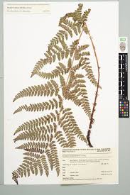 Attēlu rezultāti vaicājumam “Dryopteris dilatata”