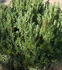 Attēlu rezultāti vaicājumam “Buxus sempervirens”