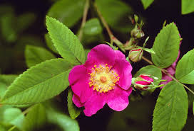 Attēlu rezultāti vaicājumam “Rosa villosa”