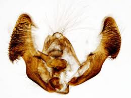 Attēlu rezultāti vaicājumam “Eucosma aspidiscana”