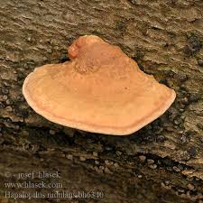 Attēlu rezultāti vaicājumam “Hapalopilus nidulans”