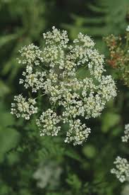 Attēlu rezultāti vaicājumam “Chaerophyllum aromaticum”