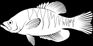 Image result for Pomoxis annularis