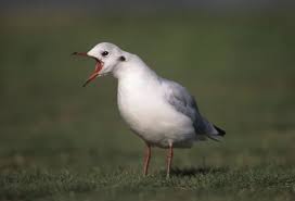 Attēlu rezultāti vaicājumam “Larus ridibundus”