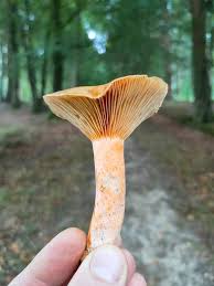 Attēlu rezultāti vaicājumam “Lactarius deterrimus”