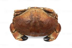 Image result for Cancer pagurus