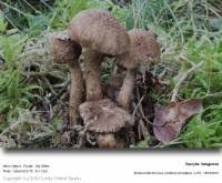 Attēlu rezultāti vaicājumam “Inocybe lanuginosa”