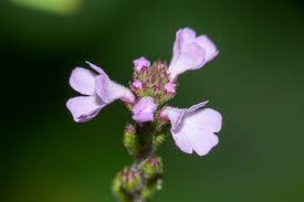 Image result for Verbena officinalis