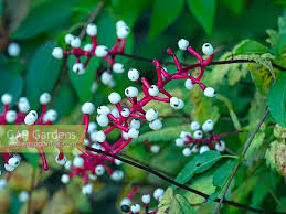 Attēlu rezultāti vaicājumam “Actaea spicata fruit”