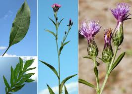 Attēlu rezultāti vaicājumam “Serratula tinctoria”