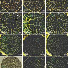Attēlu rezultāti vaicājumam “Atrichum undulatum sporophyte”