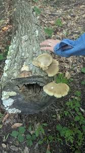 Attēlu rezultāti vaicājumam “Craterium aureonucleatum young”