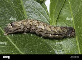 Attēlu rezultāti vaicājumam “Orthosia munda”