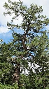 Attēlu rezultāti vaicājumam “Pseudotsuga menziesii var. glauca”