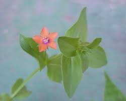 Attēlu rezultāti vaicājumam “Anagallis arvensis leaf”